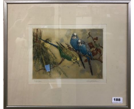 A framed artist's proof lithograph entitled 'Budgerigars', pencil signed Winifred Austen (English 1876-1964), framed size 46 