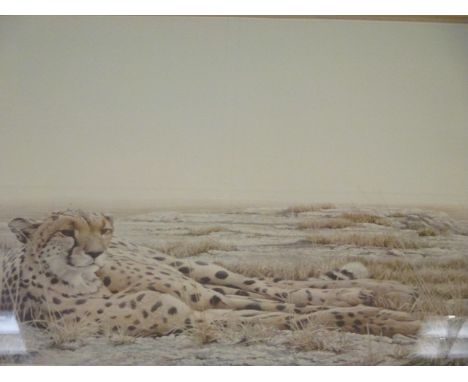 Robert Bateman (British, b. 1930) Cheetah signed lower right "Robert Bateman" colour print, published by The Tryon Gallery, 1
