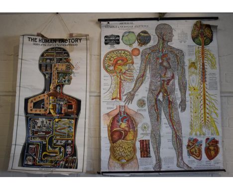 Two Vintage Teaching Aid Posters. American Double Sided Chart of "The Arterial, Venous and Nervous System" and "Muscular Syst
