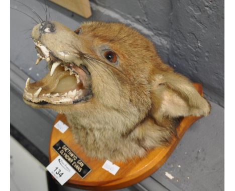 Taxidermy - mounted snarling fox mask on wooden shield, with label 'Saethwyd Gan Ty Glyndwr Evans'.(B.P. 21% + VAT) 