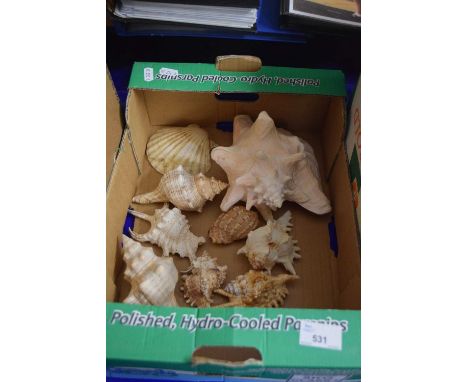 Box containing a quantity of various sea shells