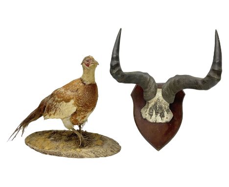 Taxidermy; Ring-necked Pheasant (Phasianus colchicus), adult female mount on open display, together with Pair of Hartebeest (