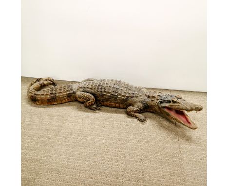 A small taxidermy crocodile with marble eyes, A/F to head, L. 90cm. Prov. Little Wakering Hall