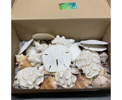 A quantity of mixed shells, coral and sand dollars.