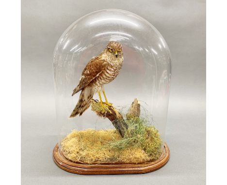 Taxidermy interest: A preserved hawk under dome H. 41cm.