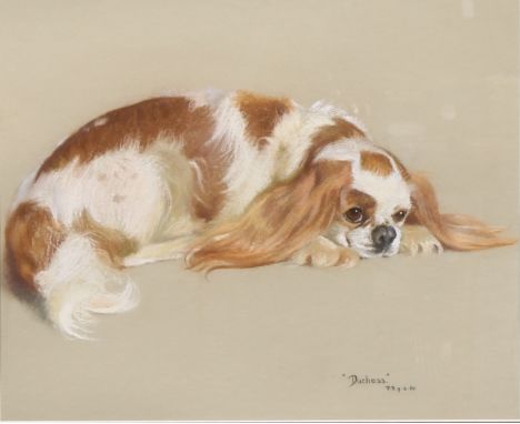 P.B. (English School, mid-century) Portrait of Duchess the Spaniel monogrammed, dated 9/3/65, pastel, 40cm x 48cm