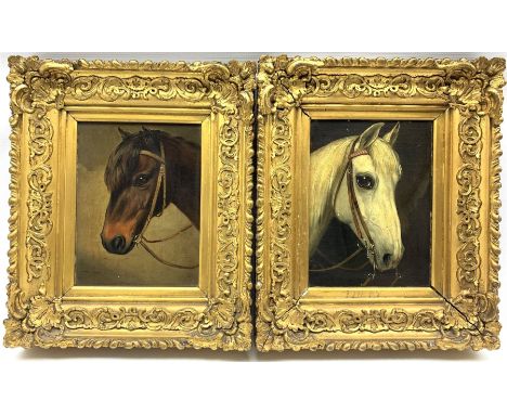 English School (19th/20th century): Portrait of a Bay Pony and Portrait of a Grey, pair oils on canvas, inscribed 'Wilkinson'