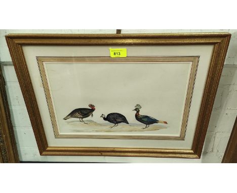 A framed watercolour Turkey Guinea Fowl &amp; crested bird; watercolour: - A framed print "Arms &amp; Ordnance used in the Ci