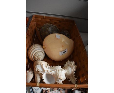 A tray of miscellaneous shells, to include cowrie and conch shells