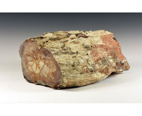 Jurassic Period, 199-145 million years BP. A large and impressive section of petrified tree trunk, the base cut flat to stand