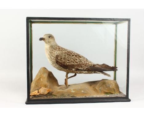 TAXIDERMY. A JUVENILE HERRING GULL, stuffed and mounted in a display case. Case: 21ins long.