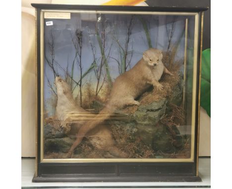 Taxidermy Interest: A superb large cased pair of otters by renound taxidermist William Bazeley, Sheep Street, Northampton. Fo