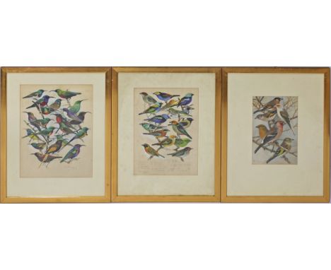 Neunzig, Karl August (1864 Berlin 1944) Serie von 12 Vogelstudien wohl für das Buch "Fremdländische Stubenvögel". Mischtechni