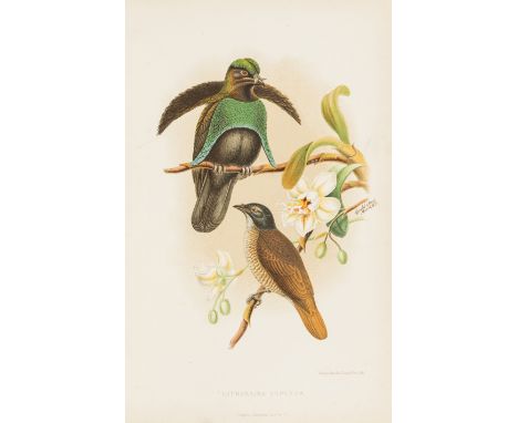 New Guinea.- D'Albertis (L. M.) New Guinea: What I Did and What I Saw, 2 vol., first edition, portrait frontispiece, plates (