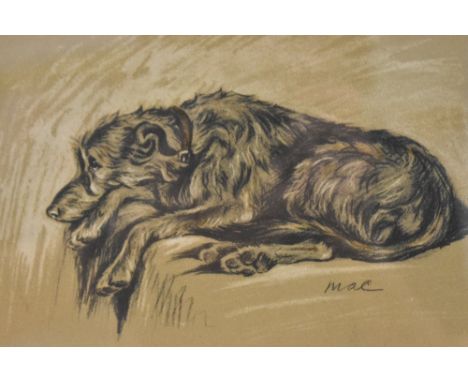 After Gill Evans (British contemporary) a limited edition colour print, Schnauzer seated, within a washline card mount and si