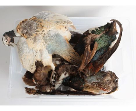 Taxidermy: A Quantity of Preserved Pheasant Capes &amp; Feathers, a small quantity of preserved Common Ring-necked Pheasant c