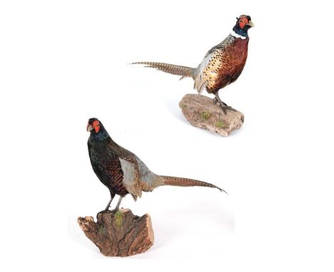 Taxidermy: A Pair of Ring-Necked Pheasants (Phasianus colchicus), modern, a pair of full mount adult cockbirds, each stood up