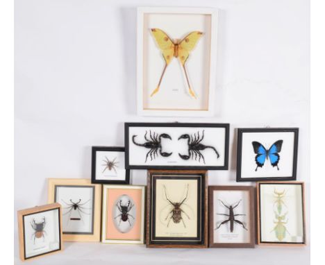 Entomology: A Collection of Various Insects, modern, comprising - two Leaf Insect's, Harlequin Beetle, Comet Moth, Giant Thor