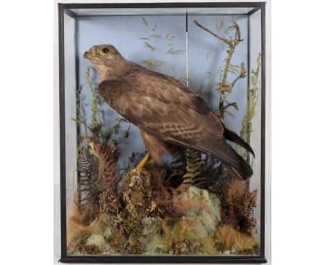 Taxidermy: Common Buzzard (Buteo buteo), 1870-1920, by H.T.Shopland, 40 Higher Union St, Torquay, a fine example of a full mo