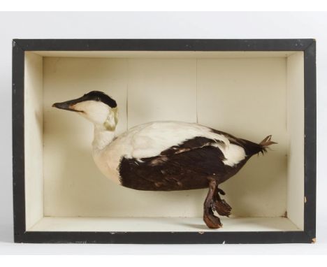 Taxidermy: A Cased Eider Duck (Somateria mollissima), circa late 20th century, in the manner of Joseph Cullingford, Durham, a