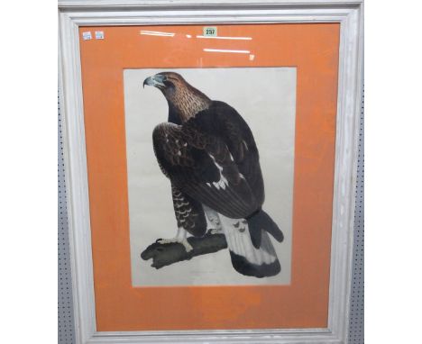 A hand-coloured engraving of a golden eagle, a hand-coloured print of fruit, and a hand-coloured lithograph of bull fighting,