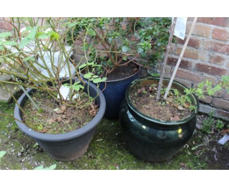 TWO LARGE PLASTIC PLANT POTS TOGETHER WITH A GLAZED CERAMIC EXAMPLE PLUS CONTENTS 