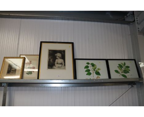 Three botanical prints; after Sir Joshua Reynolds, black and white print "Simplicity" and another