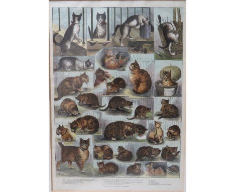 CIRCLE OF LOUIS WAIN (1860-1939). A coloured antique print,'Our Cats, A Domestic History', framed and glazed, 35 cm x 24.5 cm