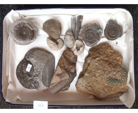 Enamel tray containing a quantity of fossils. 