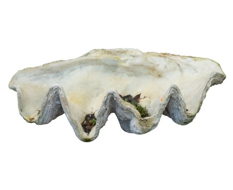 A resin composition model of giant clam half-shell, modern; realistically rendere; 33cm high, 102cm wide