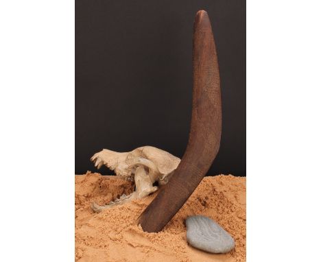 Australian Aboriginal Boomerang with geometric marks and depictions of Emu's, Leaves and Kangeroos. 520mm in length. 60mm in 