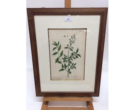 Pair of 18th century hand coloured Botanical engravings, in glazed frames, 52cm x 41cm overall