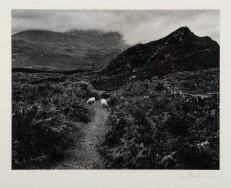 * Fay Godwin [1931-2005]-Sheep grazing an upland path,:-gelatin print, signed in the mount21 x 27.5cm.