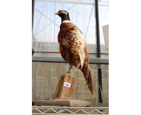 A VINTAGE TAXIDERMY PHEASANT ON A WOODEN PLINTH BASE 