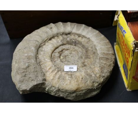 An ammonite fossil 