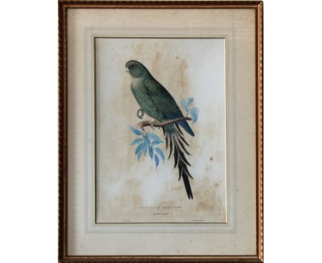 After Edward Lear (English, 1812-1888) Palaeornis Rosaceus, [Roseate Parakeet], hand coloured lithograph on wove paper, draw