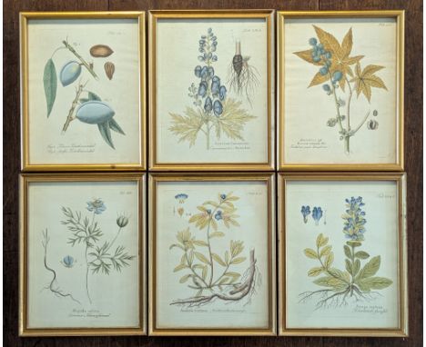 Eight various antique coloured botanical engravings, each in a modern glazed gilt frame. Internal sizes; seven matching, 24cm