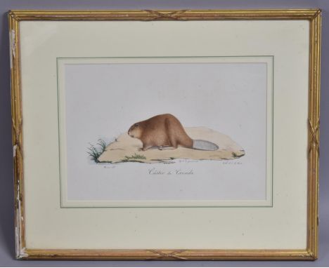 Jacques Christopher Werner. A 19th Century Lithograph of Canadian Beaver, 'Castor Du Canada' Litho by C De Last. 34.5x24.5 