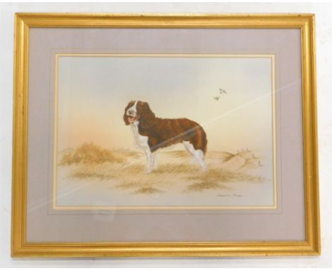 Deborah Thorn.  Portrait of a springer spaniel, watercolour, signed lower right, 32cm x 45cm.