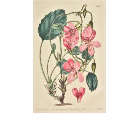 Sweet (Robert), Geraniaceae. The Natural of Gerania, illustrated by coloured figures and descriptions; comprising the numerou