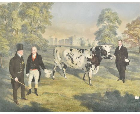 * Gauci (M., lithographer), Portrait of a Shorthorned Bull, Bred by Sor Charles Morgan Bart. of Tredegar in the county of Mon