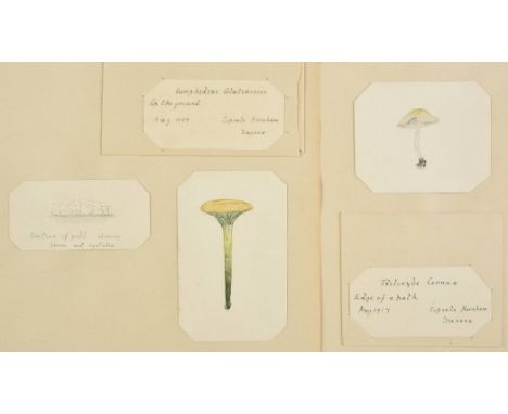 * Mushrooms &amp; Toadstools. A collection of dried specimens and watercolours collected at Copsale, Horsham, Sussex, mostly 