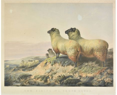 * Giles (John West). Our Flocks No. 1, South Downs, published E. Gambart &amp; Co., 1850, lithograph after R. Andsell, contem