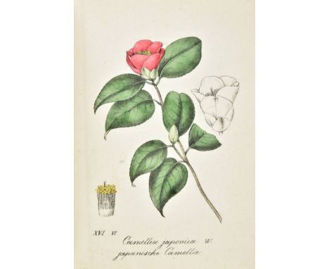 Labram (Johan David). Sammlung von Zierpflanzen nach der Natur gezeichnet und colorirt von J.D. Labram, Basel, lithographie v