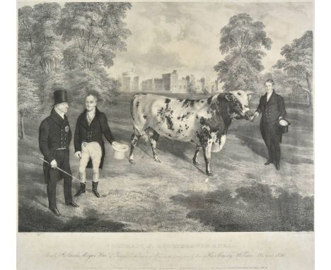* Gauci (M., lithographer). Portrait of a Shorthorned Bull, circa 1836, uncoloured lithograph after J. H. Carter, some repair