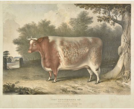 * Giles (John West). The Trusthorpe Ox which gained the prize at the Smithfield Club Cattle Show, Christmas 1836. Bred and fe