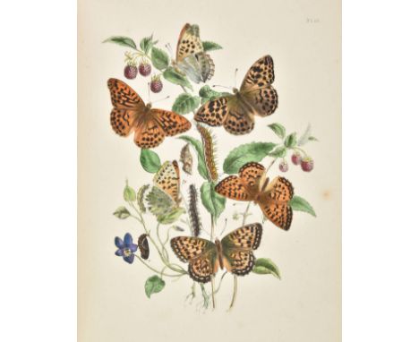 Humphreys (Henry Noel, &amp; John Obadiah Westwood). British Butterflies and their Transformations, 1st edition, William Smit