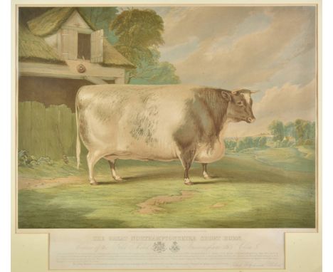 * Whitford (Richard, after). The Great Northamptonshire Short Horn, Winner of the Gold Medal Birmingham 1865, Class 5, Day &a