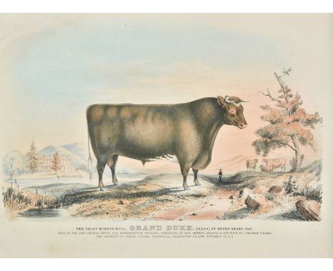* Cattle. The Short Horned Bull Grand Duke [10,2,84] at seven years old. Bred by the late Thomas Bates Esq, Kirklevington, En