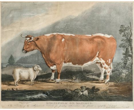 * Fisher (A). Springfield Ox, Maximus. To the Trustees of the Massachusetts Society for promoting Agriculture, this print is 